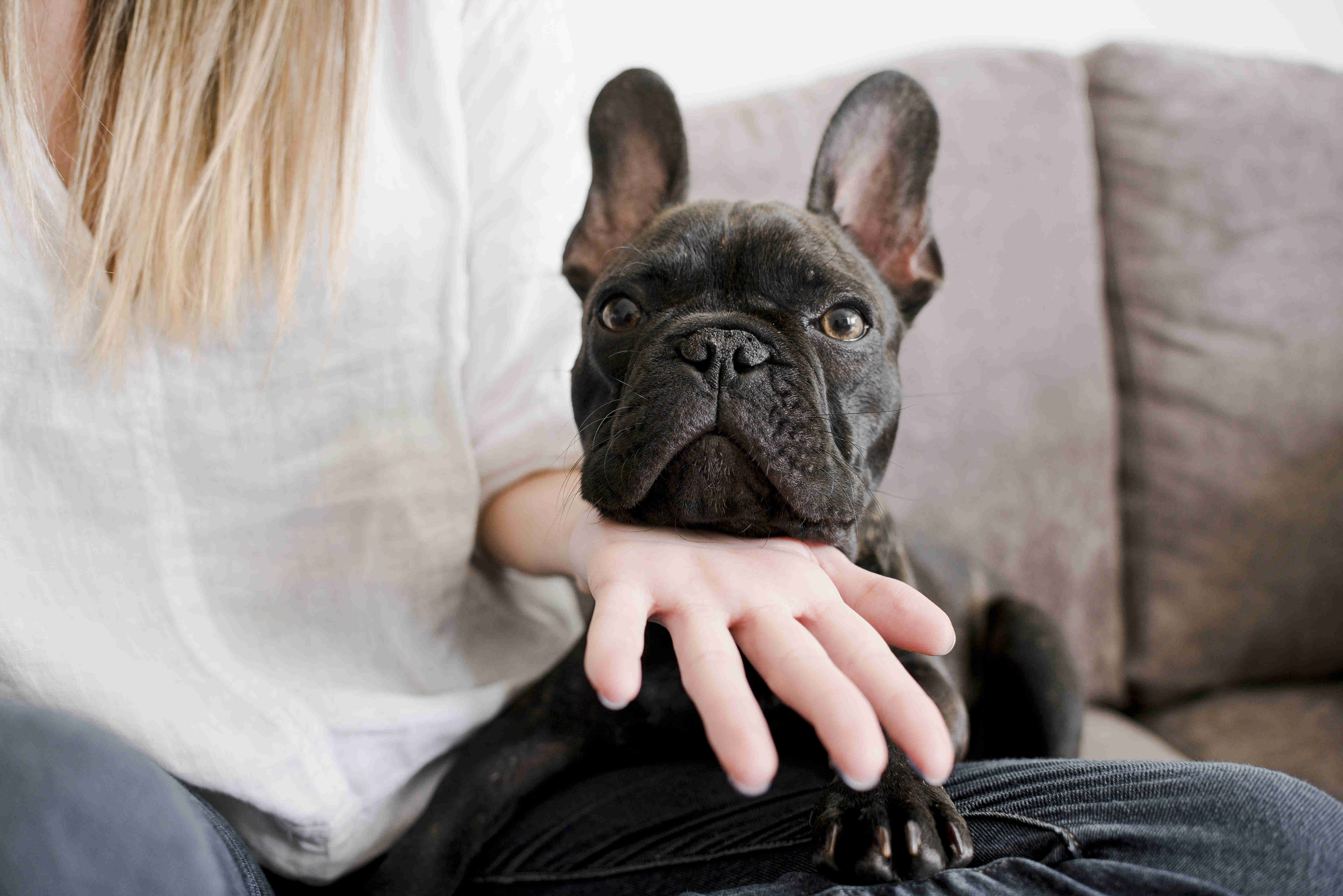 French Bulldog Puppy Collars and Leashes: A Comprehensive Guide to Choosing the Right Fit